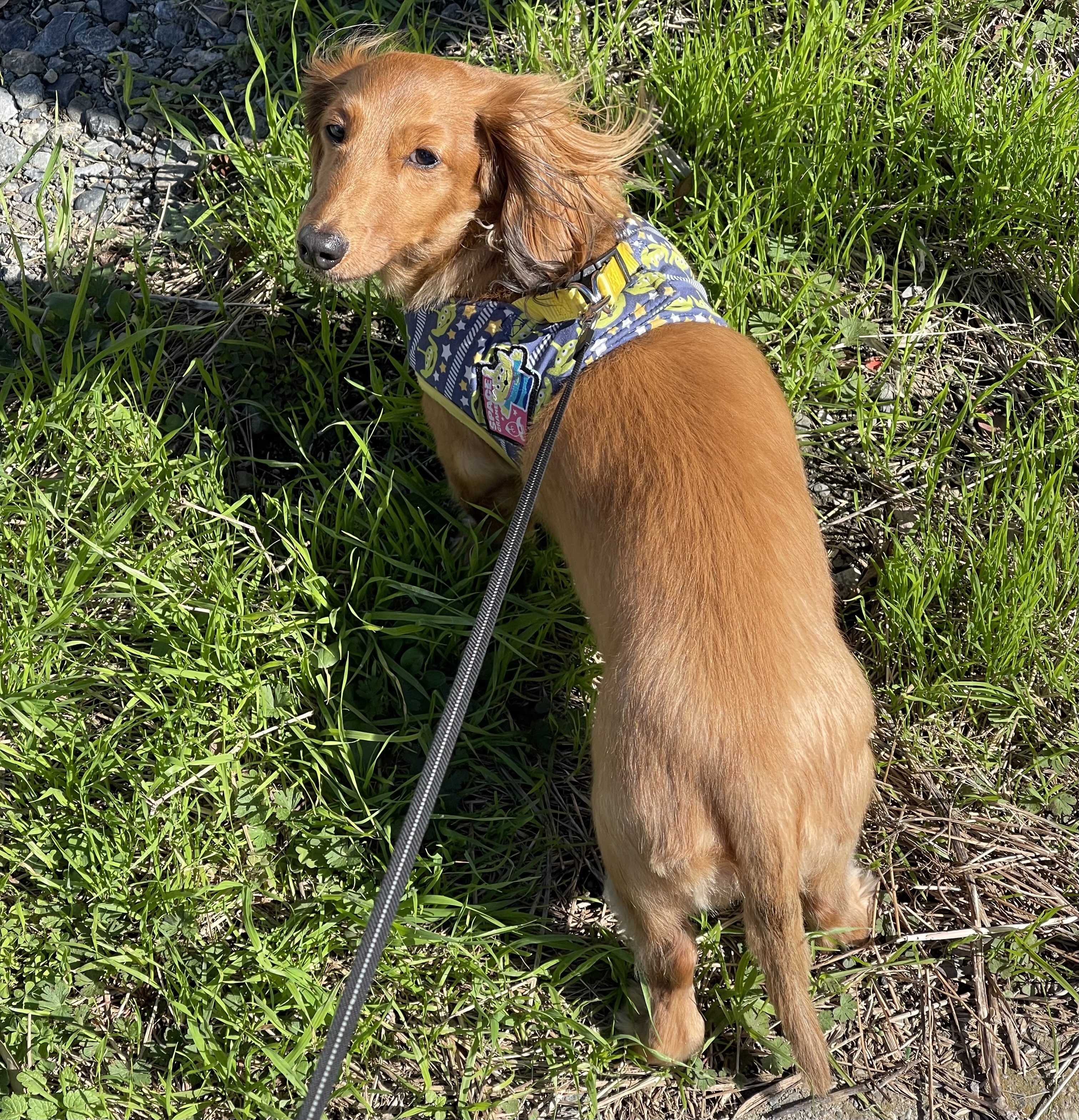 地域支援サービス